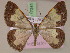  ( - BC ZSM Lep 17241)  @11 [ ] CreativeCommons - Attribution Non-Commercial Share-Alike (2010) Unspecified SNSB, Zoologische Staatssammlung Muenchen