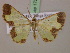  ( - BC ZSM Lep 17246)  @14 [ ] CreativeCommons - Attribution Non-Commercial Share-Alike (2010) Unspecified SNSB, Zoologische Staatssammlung Muenchen