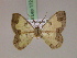  ( - BC ZSM Lep 17253)  @11 [ ] CreativeCommons - Attribution Non-Commercial Share-Alike (2010) Unspecified SNSB, Zoologische Staatssammlung Muenchen