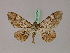  ( - BC ZSM Lep 17264)  @11 [ ] CreativeCommons - Attribution Non-Commercial Share-Alike (2010) Unspecified SNSB, Zoologische Staatssammlung Muenchen