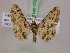  ( - BC ZSM Lep 17270)  @12 [ ] CreativeCommons - Attribution Non-Commercial Share-Alike (2010) Unspecified SNSB, Zoologische Staatssammlung Muenchen