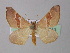  ( - BC ZSM Lep 18313)  @14 [ ] CreativeCommons - Attribution Non-Commercial Share-Alike (2010) Unspecified SNSB, Zoologische Staatssammlung Muenchen