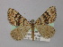  ( - BC ZSM Lep 18335)  @13 [ ] CreativeCommons - Attribution Non-Commercial Share-Alike (2010) Unspecified SNSB, Zoologische Staatssammlung Muenchen