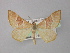  ( - BC ZSM Lep 18336)  @14 [ ] CreativeCommons - Attribution Non-Commercial Share-Alike (2010) Unspecified SNSB, Zoologische Staatssammlung Muenchen