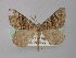  (Dichromodes AH01Au - BC ZSM Lep 18337)  @13 [ ] CreativeCommons - Attribution Non-Commercial Share-Alike (2010) Unspecified SNSB, Zoologische Staatssammlung Muenchen