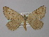  ( - BC ZSM Lep 18339)  @13 [ ] CreativeCommons - Attribution Non-Commercial Share-Alike (2010) Unspecified SNSB, Zoologische Staatssammlung Muenchen