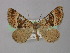  ( - BC ZSM Lep 18343)  @12 [ ] CreativeCommons - Attribution Non-Commercial Share-Alike (2010) Unspecified SNSB, Zoologische Staatssammlung Muenchen