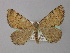  ( - BC ZSM Lep 18345)  @12 [ ] CreativeCommons - Attribution Non-Commercial Share-Alike (2010) Unspecified SNSB, Zoologische Staatssammlung Muenchen