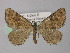  ( - BC ZSM Lep 18346)  @13 [ ] CreativeCommons - Attribution Non-Commercial Share-Alike (2010) Unspecified SNSB, Zoologische Staatssammlung Muenchen