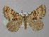  ( - BC ZSM Lep 18348)  @13 [ ] CreativeCommons - Attribution Non-Commercial Share-Alike (2010) Unspecified SNSB, Zoologische Staatssammlung Muenchen