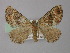  ( - BC ZSM Lep 18350)  @12 [ ] CreativeCommons - Attribution Non-Commercial Share-Alike (2010) Unspecified SNSB, Zoologische Staatssammlung Muenchen