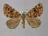  ( - BC ZSM Lep 18354)  @12 [ ] CreativeCommons - Attribution Non-Commercial Share-Alike (2010) Unspecified SNSB, Zoologische Staatssammlung Muenchen