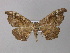  (Hyposidra AH10Au - BC ZSM Lep 18356)  @14 [ ] CreativeCommons - Attribution Non-Commercial Share-Alike (2010) Unspecified SNSB, Zoologische Staatssammlung Muenchen