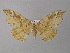  ( - BC ZSM Lep 18359)  @14 [ ] CreativeCommons - Attribution Non-Commercial Share-Alike (2010) Unspecified SNSB, Zoologische Staatssammlung Muenchen