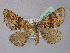  ( - BC ZSM Lep 18375)  @13 [ ] CreativeCommons - Attribution Non-Commercial Share-Alike (2010) Unspecified SNSB, Zoologische Staatssammlung Muenchen