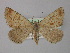  ( - BC ZSM Lep 18384)  @13 [ ] CreativeCommons - Attribution Non-Commercial Share-Alike (2010) Unspecified SNSB, Zoologische Staatssammlung Muenchen