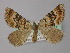  ( - BC ZSM Lep 18390)  @12 [ ] CreativeCommons - Attribution Non-Commercial Share-Alike (2010) Unspecified SNSB, Zoologische Staatssammlung Muenchen