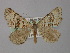  ( - BC ZSM Lep 18391)  @12 [ ] CreativeCommons - Attribution Non-Commercial Share-Alike (2010) Unspecified SNSB, Zoologische Staatssammlung Muenchen