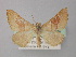  ( - BC ZSM Lep 18395)  @13 [ ] CreativeCommons - Attribution Non-Commercial Share-Alike (2010) Unspecified SNSB, Zoologische Staatssammlung Muenchen