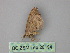  ( - BC ZSM Lep 26194)  @12 [ ] CreativeCommons - Attribution Non-Commercial Share-Alike (2010) Unspecified SNSB, Zoologische Staatssammlung Muenchen