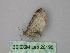  ( - BC ZSM Lep 26195)  @12 [ ] CreativeCommons - Attribution Non-Commercial Share-Alike (2010) Unspecified SNSB, Zoologische Staatssammlung Muenchen