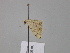  ( - BC ZSM Lep 26208)  @12 [ ] CreativeCommons - Attribution Non-Commercial Share-Alike (2010) Unspecified SNSB, Zoologische Staatssammlung Muenchen