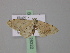  ( - BC ZSM Lep 26222)  @11 [ ] CreativeCommons - Attribution Non-Commercial Share-Alike (2010) Unspecified SNSB, Zoologische Staatssammlung Muenchen