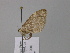  ( - BC ZSM Lep 26239)  @11 [ ] CreativeCommons - Attribution Non-Commercial Share-Alike (2010) Unspecified SNSB, Zoologische Staatssammlung Muenchen