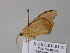  ( - BC ZSM Lep 26241)  @12 [ ] CreativeCommons - Attribution Non-Commercial Share-Alike (2010) Unspecified SNSB, Zoologische Staatssammlung Muenchen