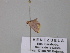  ( - BC ZSM Lep 26244)  @12 [ ] CreativeCommons - Attribution Non-Commercial Share-Alike (2010) Unspecified SNSB, Zoologische Staatssammlung Muenchen