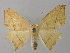  ( - BC ZSM Lep 26251)  @13 [ ] CreativeCommons - Attribution Non-Commercial Share-Alike (2010) Unspecified SNSB, Zoologische Staatssammlung Muenchen