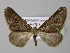  ( - BC ZSM Lep 26482)  @13 [ ] CreativeCommons - Attribution Non-Commercial Share-Alike (2010) Unspecified SNSB, Zoologische Staatssammlung Muenchen