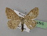  (Scopula turbidaria - BC ZSM Lep 26500)  @13 [ ] CreativeCommons - Attribution Non-Commercial Share-Alike (2010) Unspecified SNSB, Zoologische Staatssammlung Muenchen