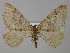  ( - BC ZSM Lep 26504)  @14 [ ] CreativeCommons - Attribution Non-Commercial Share-Alike (2010) Unspecified SNSB, Zoologische Staatssammlung Muenchen