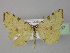  ( - BC ZSM Lep 26537)  @13 [ ] CreativeCommons - Attribution Non-Commercial Share-Alike (2010) Unspecified SNSB, Zoologische Staatssammlung Muenchen