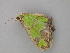  ( - BC ZSM Lep 26549)  @13 [ ] CreativeCommons - Attribution Non-Commercial Share-Alike (2010) Unspecified SNSB, Zoologische Staatssammlung Muenchen