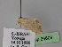 ( - BC ZSM Lep 26609)  @11 [ ] CreativeCommons - Attribution Non-Commercial Share-Alike (2010) Unspecified SNSB, Zoologische Staatssammlung Muenchen