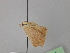  ( - BC ZSM Lep 26610)  @11 [ ] CreativeCommons - Attribution Non-Commercial Share-Alike (2010) Unspecified SNSB, Zoologische Staatssammlung Muenchen