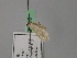  (Idaea allongata allongata - BC ZSM Lep 26616)  @11 [ ] CreativeCommons - Attribution Non-Commercial Share-Alike (2010) Unspecified SNSB, Zoologische Staatssammlung Muenchen