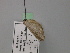  ( - BC ZSM Lep 26618)  @11 [ ] CreativeCommons - Attribution Non-Commercial Share-Alike (2010) Unspecified SNSB, Zoologische Staatssammlung Muenchen