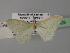  ( - BC ZSM Lep 26628)  @13 [ ] CreativeCommons - Attribution Non-Commercial Share-Alike (2010) Unspecified SNSB, Zoologische Staatssammlung Muenchen