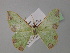  ( - BC ZSM Lep 26631)  @11 [ ] CreativeCommons - Attribution Non-Commercial Share-Alike (2010) Unspecified SNSB, Zoologische Staatssammlung Muenchen
