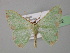  ( - BC ZSM Lep 26632)  @12 [ ] CreativeCommons - Attribution Non-Commercial Share-Alike (2010) Unspecified SNSB, Zoologische Staatssammlung Muenchen