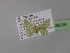  ( - BC ZSM Lep 26635)  @11 [ ] CreativeCommons - Attribution Non-Commercial Share-Alike (2010) Unspecified SNSB, Zoologische Staatssammlung Muenchen
