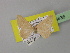  ( - BC ZSM Lep 26636)  @13 [ ] CreativeCommons - Attribution Non-Commercial Share-Alike (2010) Unspecified SNSB, Zoologische Staatssammlung Muenchen