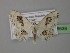  ( - BC ZSM Lep 26638)  @12 [ ] CreativeCommons - Attribution Non-Commercial Share-Alike (2010) Unspecified SNSB, Zoologische Staatssammlung Muenchen