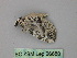  ( - BC ZSM Lep 26680)  @12 [ ] CreativeCommons - Attribution Non-Commercial Share-Alike (2010) Unspecified SNSB, Zoologische Staatssammlung Muenchen