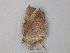  ( - BC ZSM Lep 26683)  @12 [ ] CreativeCommons - Attribution Non-Commercial Share-Alike (2010) Unspecified SNSB, Zoologische Staatssammlung Muenchen