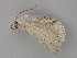 ( - BC ZSM Lep 26688)  @12 [ ] CreativeCommons - Attribution Non-Commercial Share-Alike (2010) Unspecified SNSB, Zoologische Staatssammlung Muenchen
