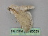 ( - BC ZSM Lep 26689)  @12 [ ] CreativeCommons - Attribution Non-Commercial Share-Alike (2010) Unspecified SNSB, Zoologische Staatssammlung Muenchen